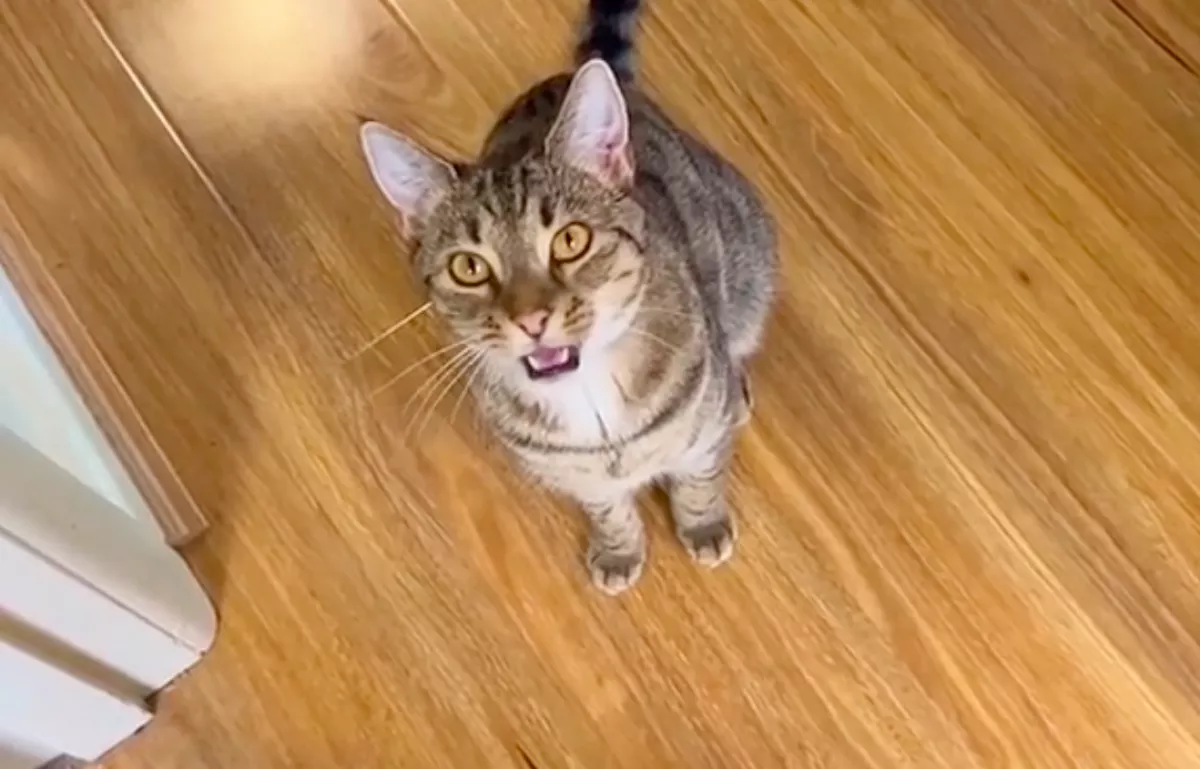 Megdöbbent a nő, amikor meglátta, mit csinál a macska a futárral - Videó