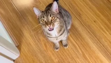 Megdöbbent a nő, amikor meglátta, mit csinál a macska a futárral - Videó