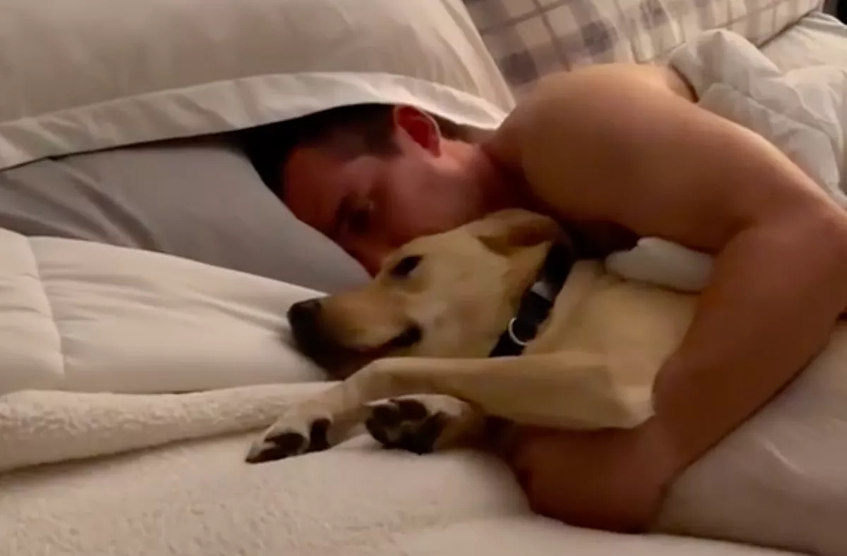 Hónapokig lábadozik a műtétje után a labrador: amit a gazdája tesz, sokakat megérint - Videó