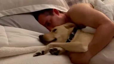 Hónapokig lábadozik a műtétje után a labrador: amit a gazdája tesz, sokakat megérint - Videó