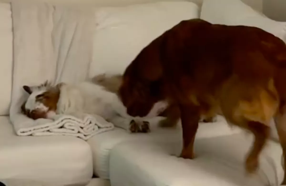 Amit a golden retriever a siket kutyáért tesz, milliók szívét olvasztja meg - Videó