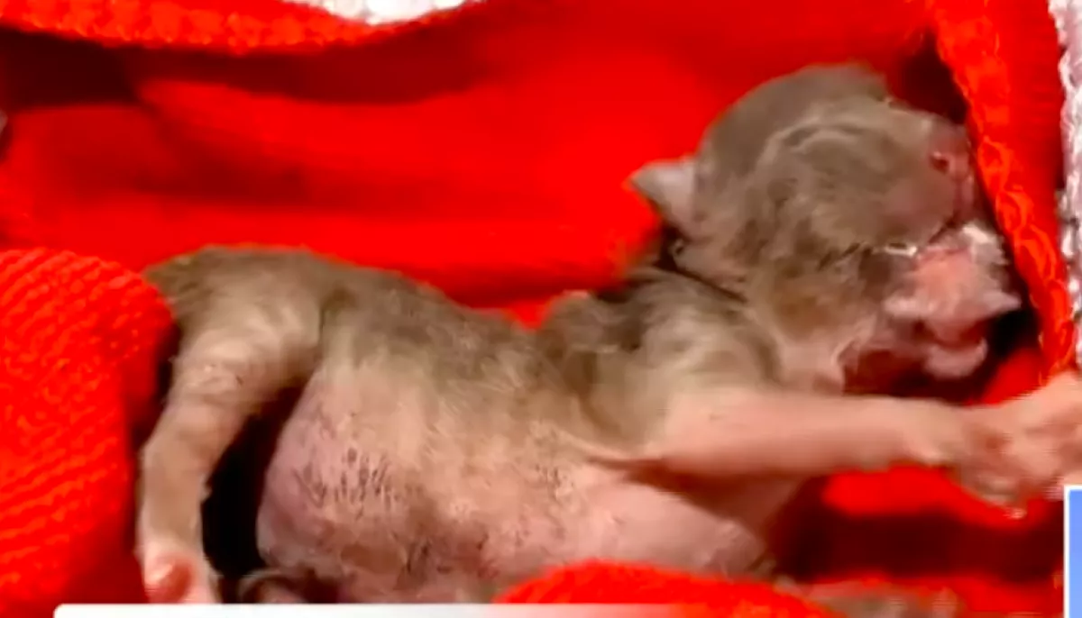 Újszülött kiscicát talált a nagyi: amikor közelebbről megnézte, leesett az álla - Videó