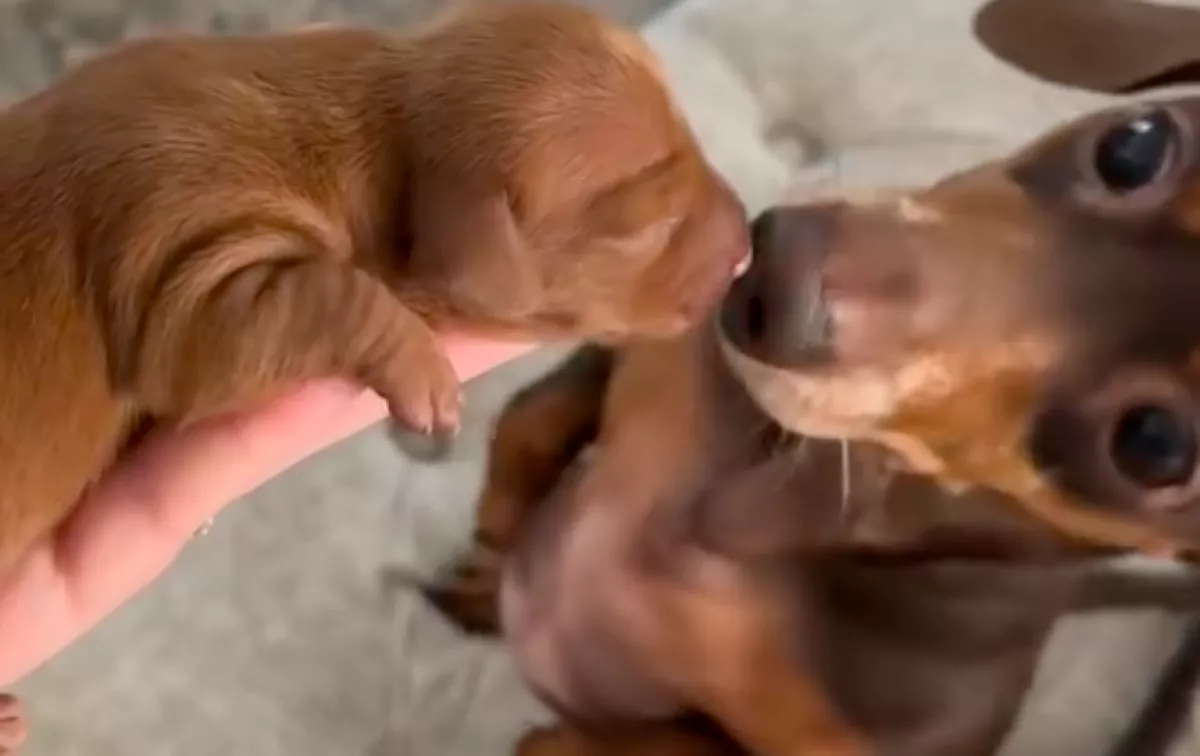 A tacskó apuka először látja a kölykét: örömkönnyeket csal az emberek szemébe - Videó