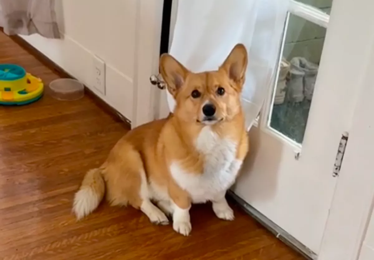 Új macskával találkozott a macskákat utáló corgi: amit ezután teszt, sírásra késztette a gazdáit