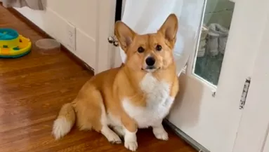 Új macskával találkozott a macskákat utáló corgi: amit ezután teszt, sírásra késztette a gazdáit