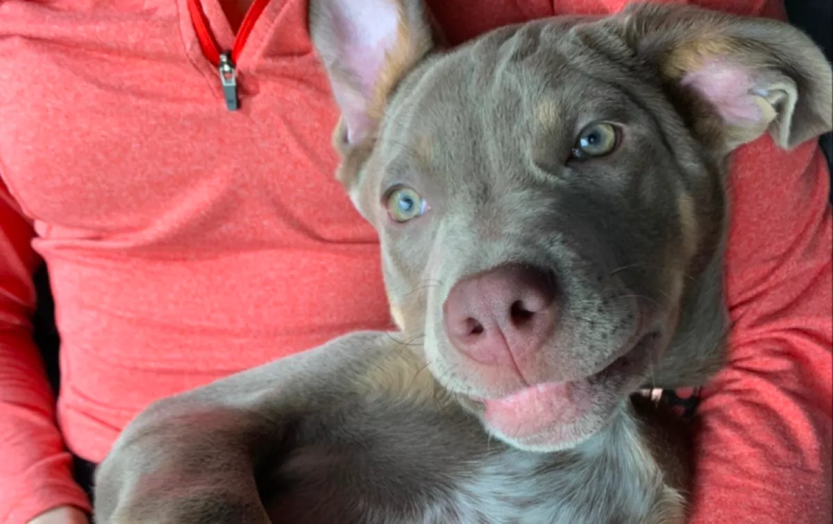 Imád bújócskázni ez a kutya, de: röhejesen rossz benne - Videó