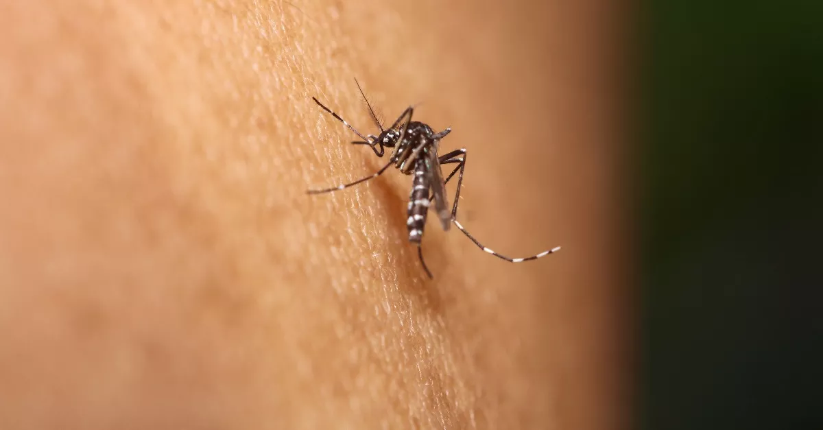 Nyugat-nílusi láz: rekordszámú beteget regisztráltak itthon - 95 %-uk kórházban