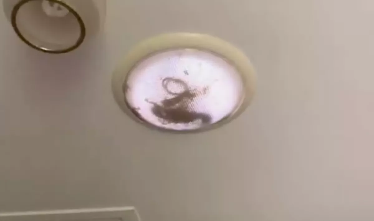 Amikor a család felnézett a lámpára, alig hittek a szemüknek - Videó