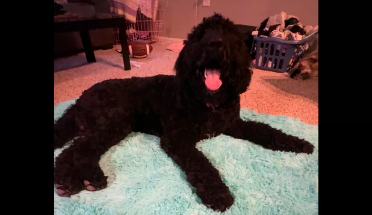 Egyedül hagyták a kutyát az Airbnb-ben: amikor a gazdi visszatért, valósággal sokkot kapott - Videó