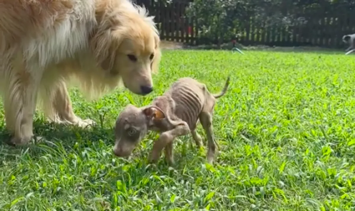 Egy csontsoványan kölyökkutyával találkozott a golden retriever: szívszaggató, ami ezután történt - Videó