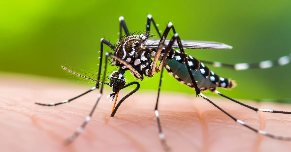 Nincs menekvés: ha ebbe a vércsoportba tartozol, téged találnak meg elsőként a szúnyogok