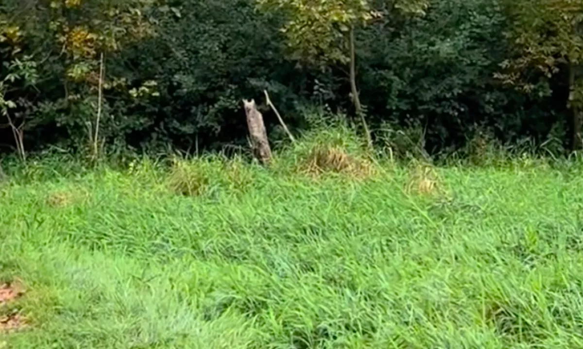 Azt hitte a nő, egy baglyot lát az erdőben: amikor jobban megnézte, rájött, tévedett - Videó