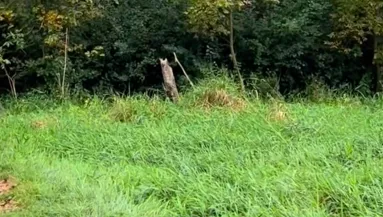 Azt hitte a nő, egy baglyot lát az erdőben: amikor jobban megnézte, rájött, tévedett - Videó