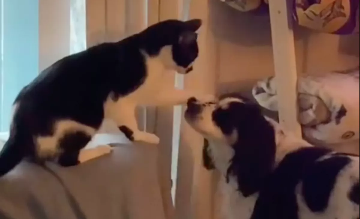 Rájött a macska, nem jön vissza többé a kutyabarátja: amit tesz, milliók szívét töri össze - Videó