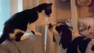 Rájött a macska, nem jön vissza többé a kutyabarátja: amit tesz, milliók szívét töri össze - Videó