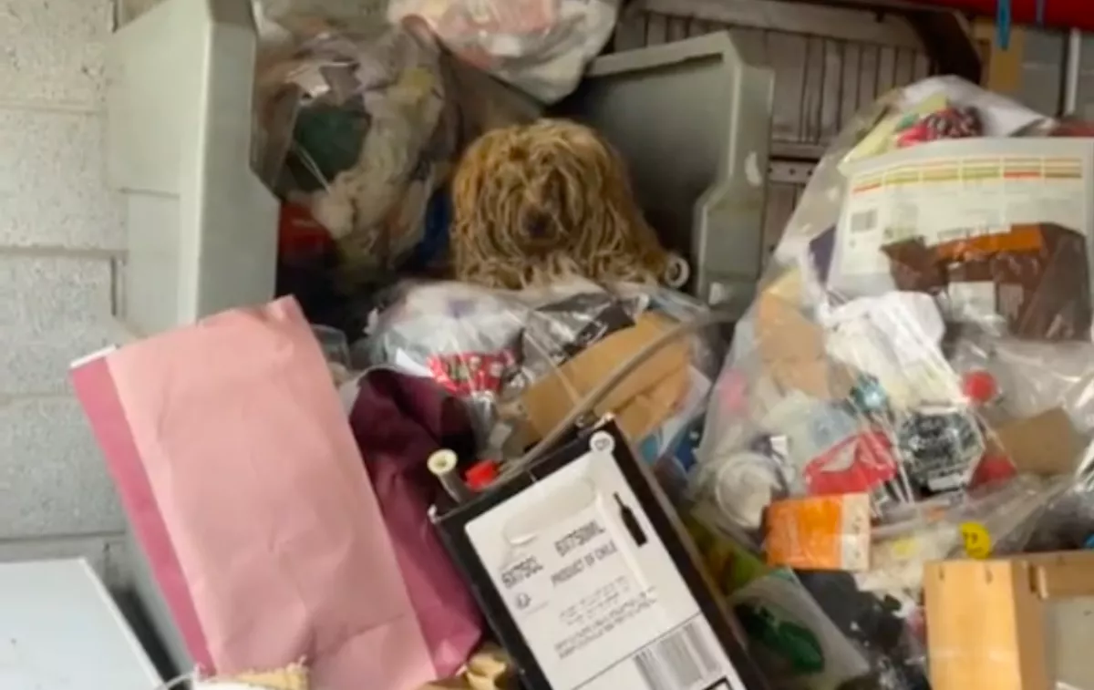 Borzalmasan nézett ki az agresszív kutya: amikor a megmentői megnyírták, megdöbbentek - Videó