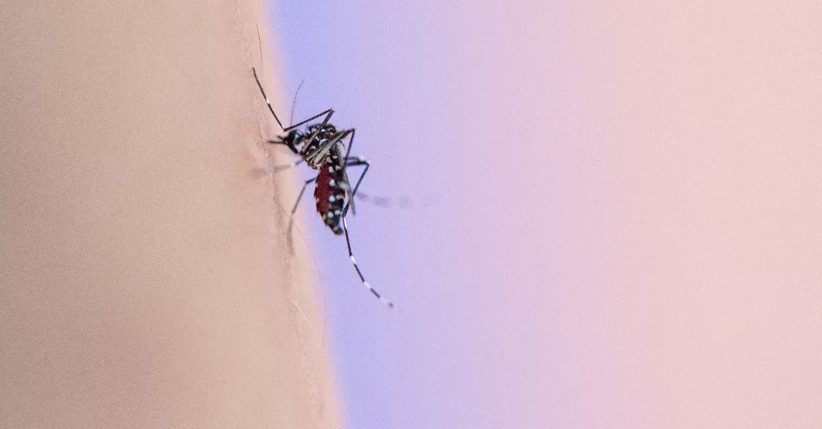 Nyugat-nílusi láz: megjöttek a friss magyar adatok - rengetegen kórházban