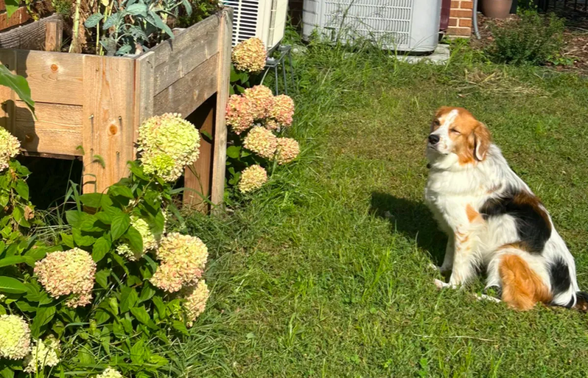 Átalakította a kertet a gazdi: a kutyája így reagált a kiszúrásra - Fotók