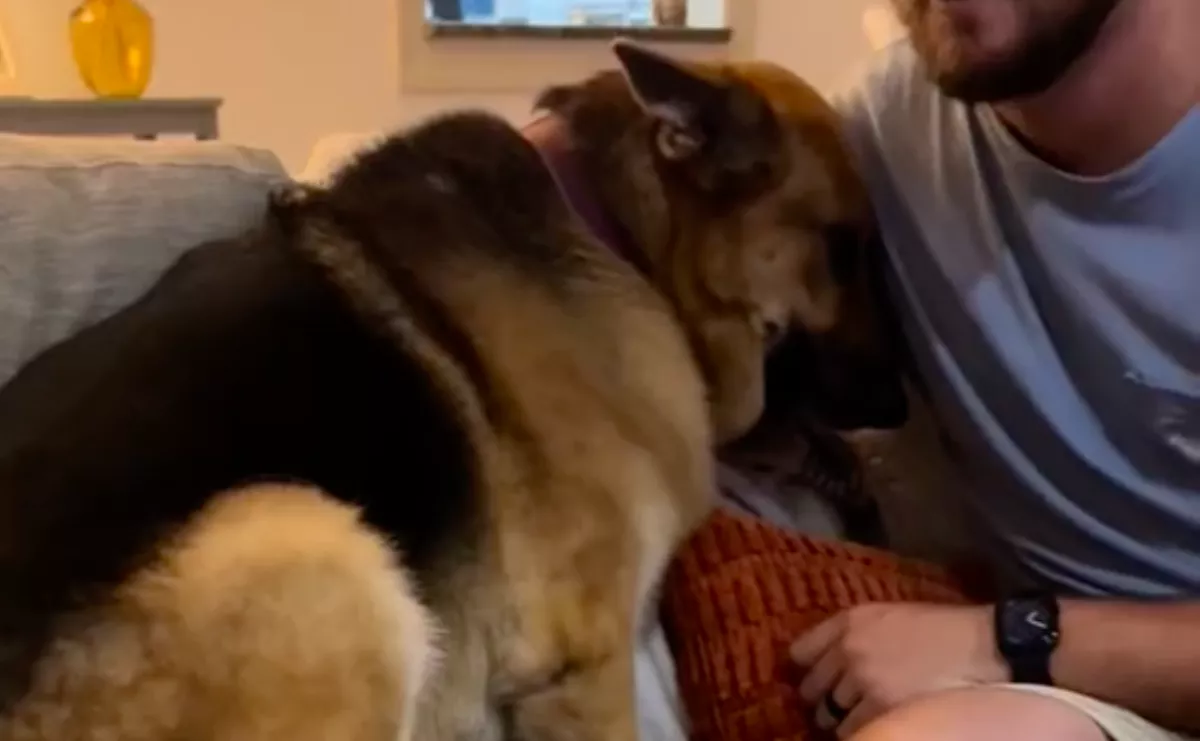 Először találkozott a német juhász a kölyökcicával: a reakciója sokakat zavarba ejt - Videó