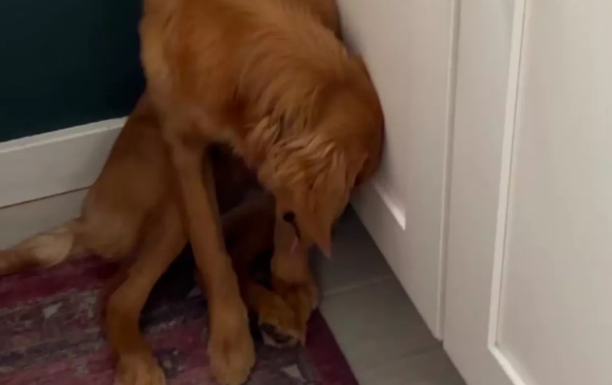 Amikor a nő hazaérve meglátta a golden retrieverét, szíven ütötte a látvány - Videó