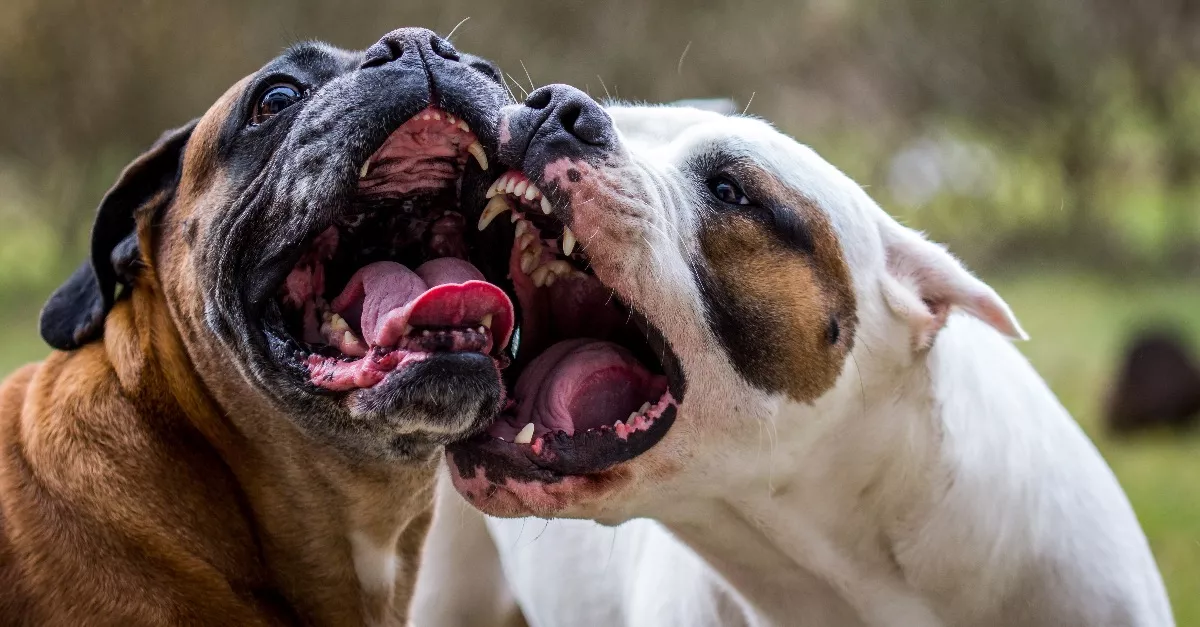Horrortámadás: négy kutya támadt egy nőre és két kisgyerekre - Fotó