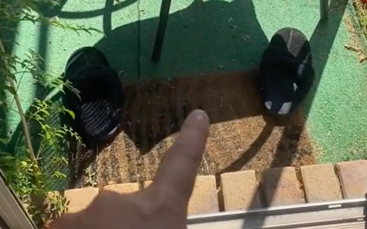 Amikor meglátta a napozó nő, mi van a lába közt, megfagyott az ér az ereiben - Videó