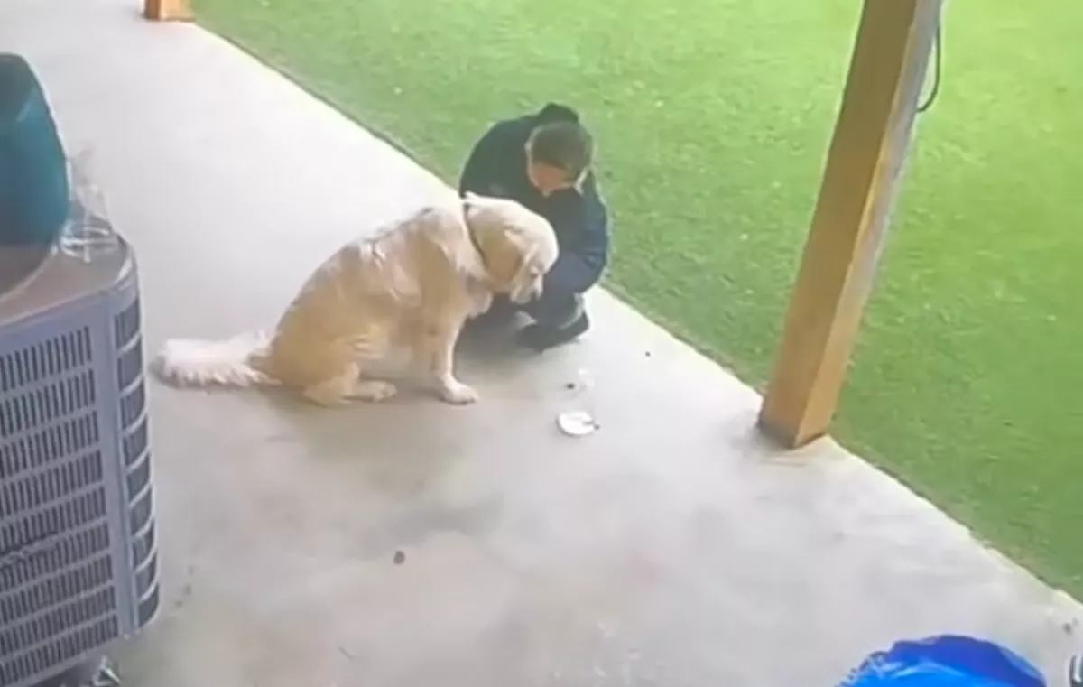 Utolsónak maradt a golden retriever a kutyanapköziben: amit tesz, milliókat érint meg - Videó