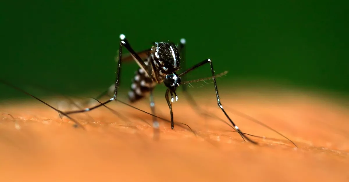 Most érkezett: Dengue vírusos vérzéses lázzal fertőzött betegeket találtak Magyarországon