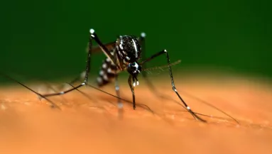 Most érkezett: Dengue vírusos vérzéses lázzal fertőzött betegeket találtak Magyarországon