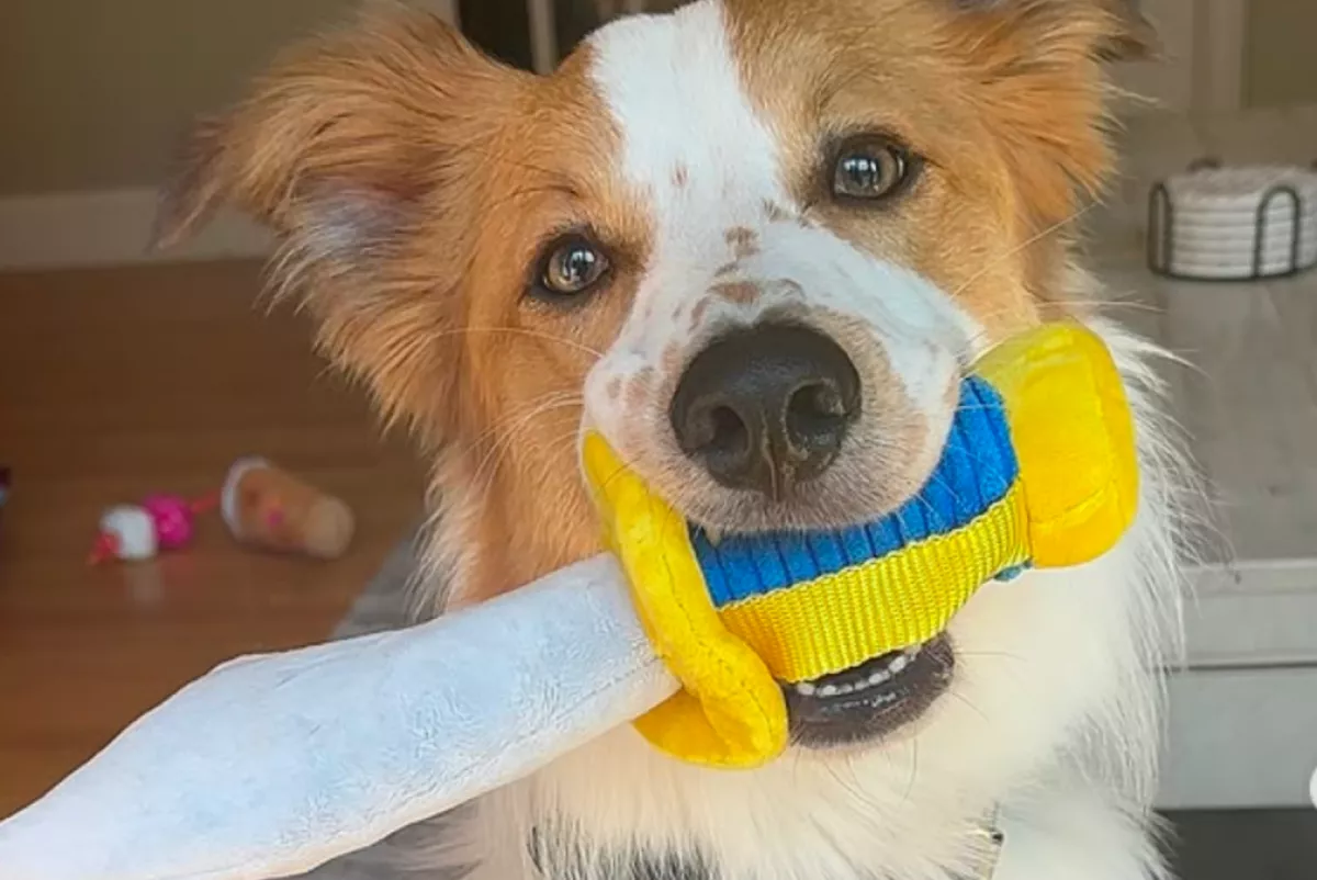 Egy macskával nőtt fel a border collie: a viselkedésével elvarázsolja a netet - Videó