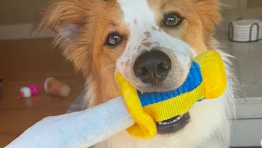 Egy macskával nőtt fel a border collie: a viselkedésével elvarázsolja a netet - Videó