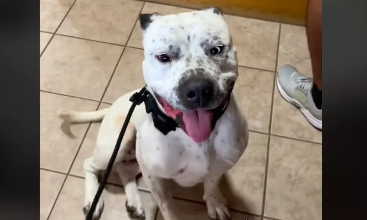 Új esélyt adott a kutyának a család: a reakciója könnyeket fakaszt a világban - Videó