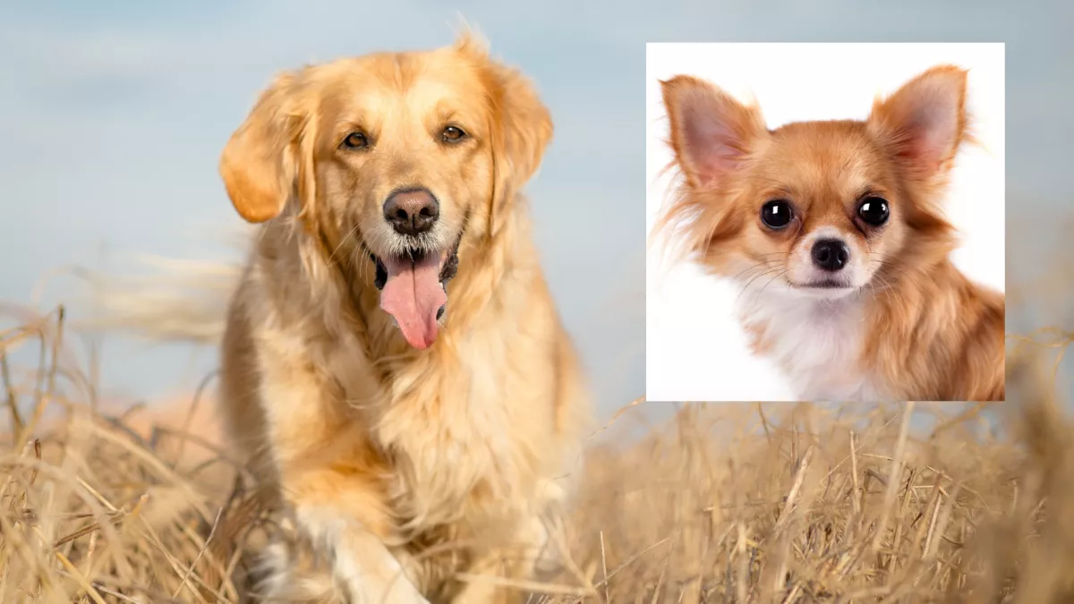 Golden retriever és csivava a szülők: ez a kölyök született a szerelemből - Fotó
