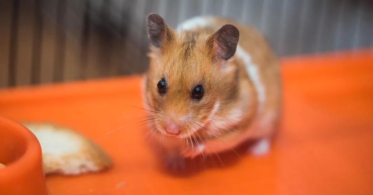 Nyomoz a rendőrség: megharapta a hörcsög a családanyát - meghalt