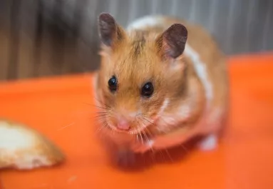 Nyomoz a rendőrség: megharapta a hörcsög a családanyát - meghalt