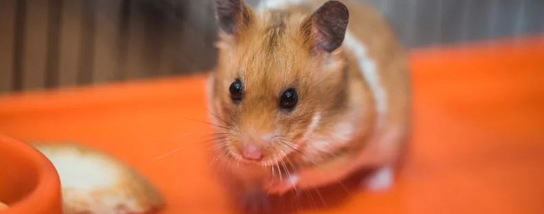 Nyomoz a rendőrség: megharapta a hörcsög a családanyát - meghalt