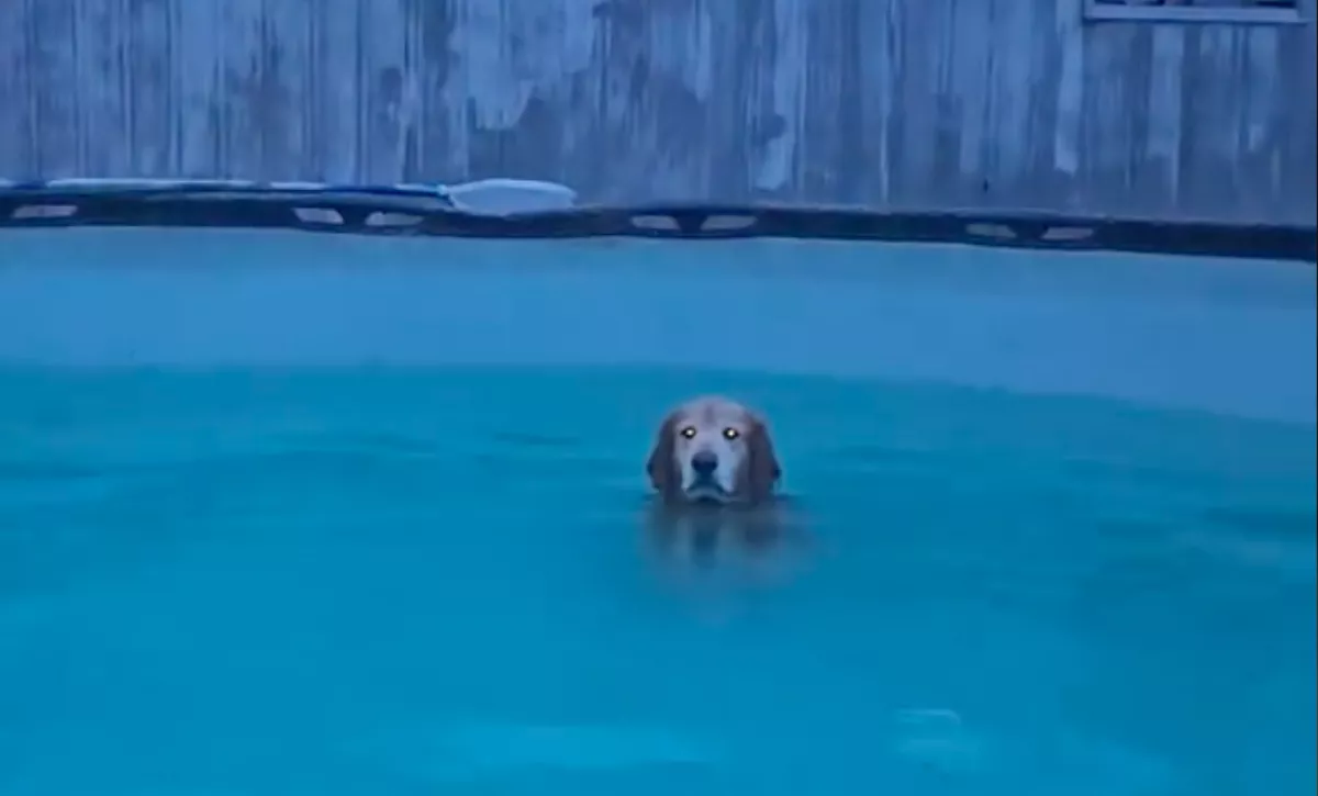 A hurrikán alatt: amit ez a golden retriever meg mer tenni, az megőrjíti a gazdáját - Videó