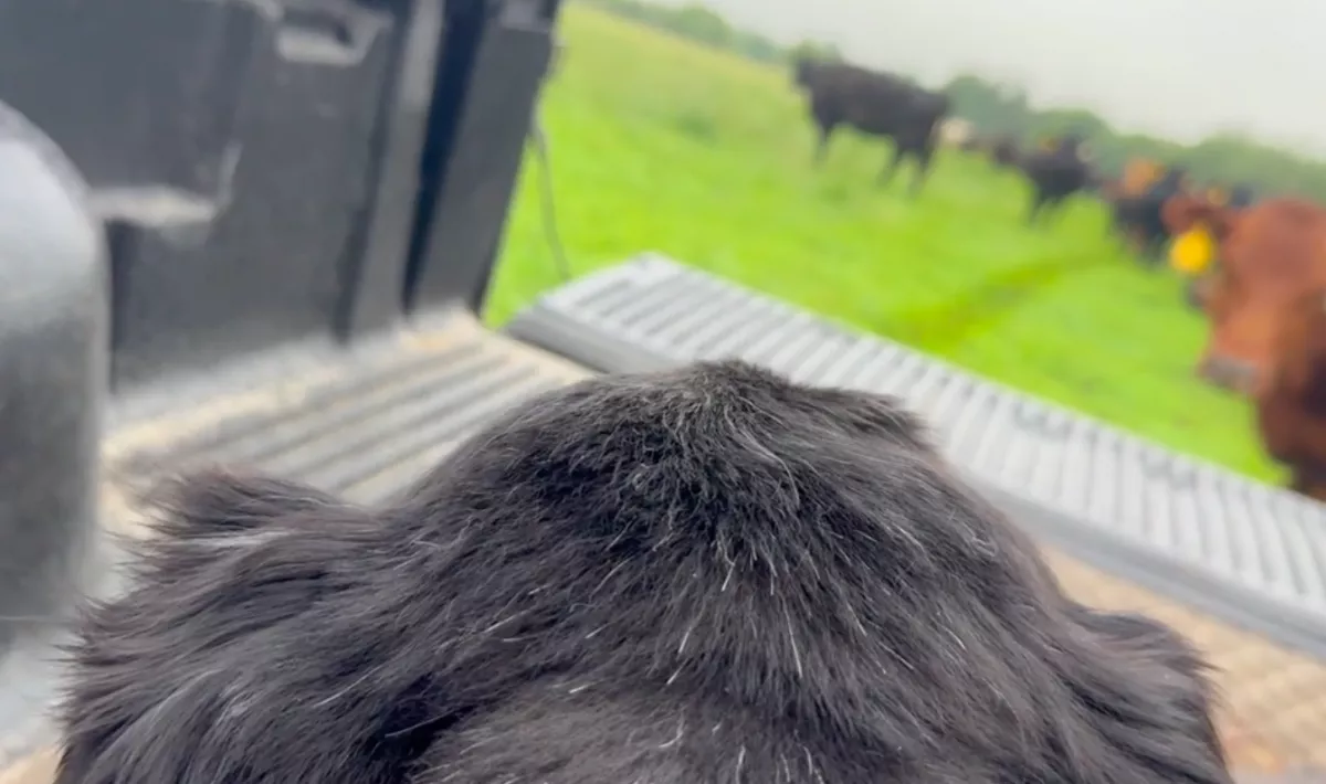 16 év után utoljára vitték ki a csordához a pásztorkutyát: szívszorító felvétel készült - Videó