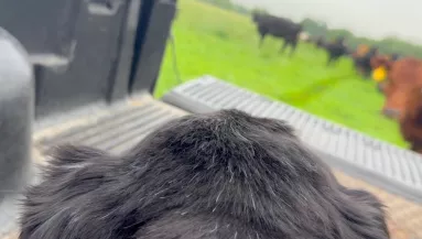 16 év után utoljára vitték ki a csordához a pásztorkutyát: szívszorító felvétel készült - Videó