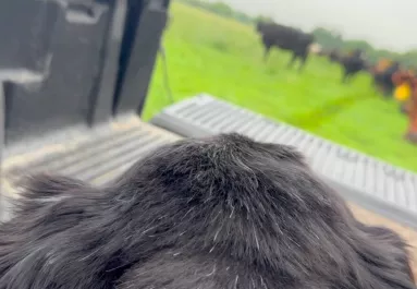 16 év után utoljára vitték ki a csordához a pásztorkutyát: szívszorító felvétel készült - Videó