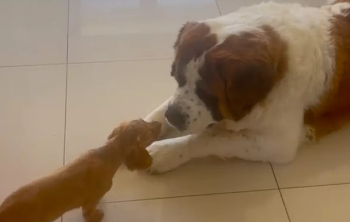 Kiskutyával találkozik a bernáthegyi: a reakciója milliókat nyűgöz le - Videó