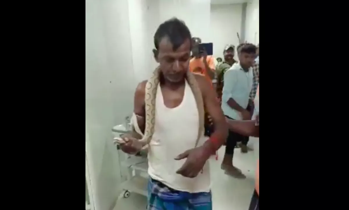 Mérgeskígyó marta meg a férfit: amit ezután tett, az a teljes őrület - Videó