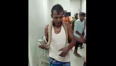 Mérgeskígyó marta meg a férfit: amit ezután tett, az a teljes őrület - Videó