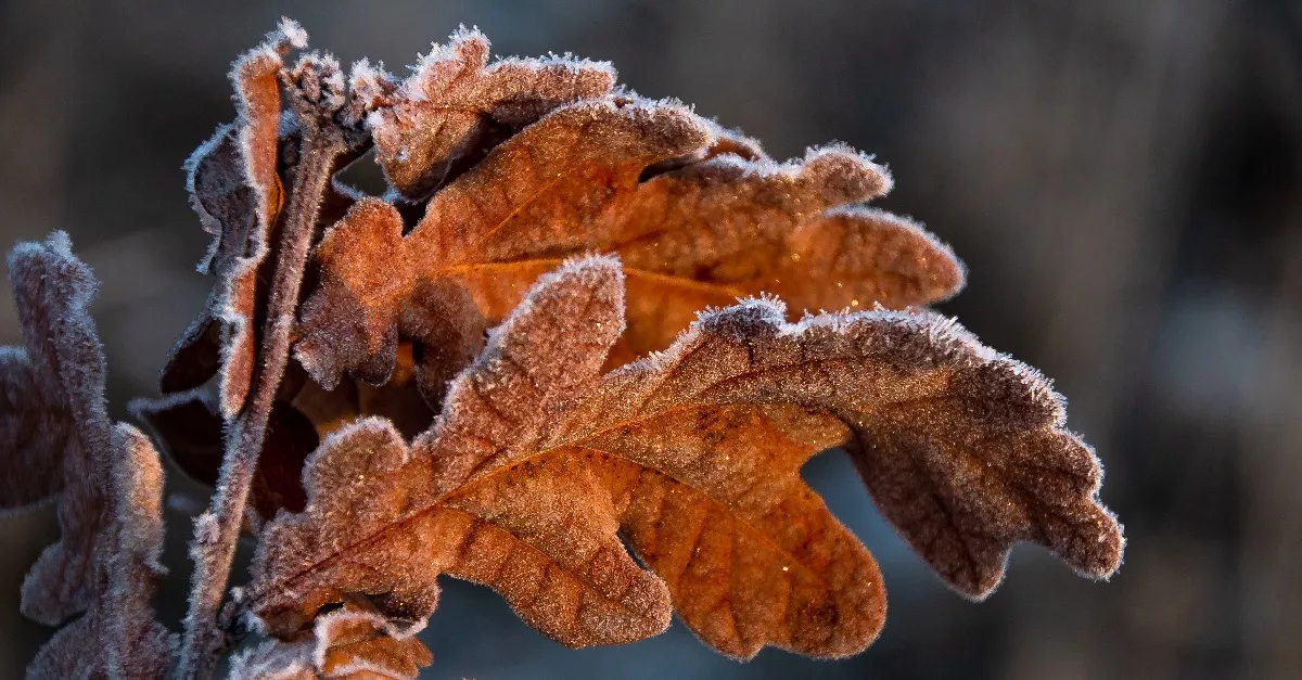 Kemény mínuszokra ébredtünk ma jó páran - A folytatás se ígér jobbat
