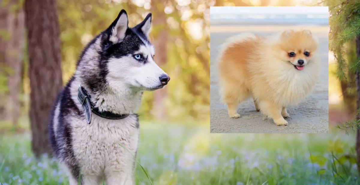 Spitz és husky a szülők: ez a kölyök született - Fotók