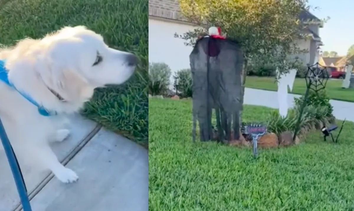 Meglátta a Halloween-dekort a golden retriever: ami ezután történt, milliókat szórakoztat - Videó
