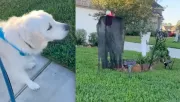 Meglátta a Halloween-dekort a golden retriever: ami ezután történt, milliókat szórakoztat - Videó