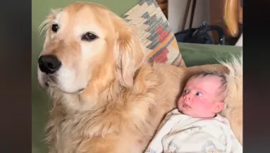 Készen áll a halloweenre a golden retriever és a baba: milliók nevetnek, hogy ez mit jelent -  Videó