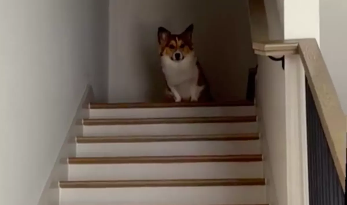 Le akart menni a lépcsőn a corgi: ami ezután történt, milliókat nevettet meg - Videó