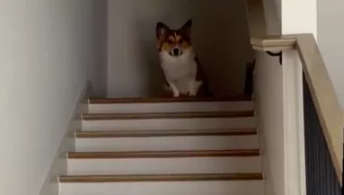 Le akart menni a lépcsőn a corgi: ami ezután történt, milliókat nevettet meg - Videó